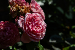 IMG_7029-Gross