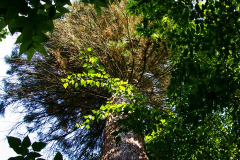 IMG_4110-Gross