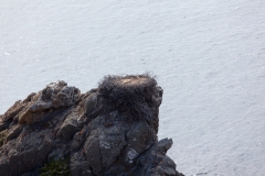Storchennest auf dem schroffen Felsen