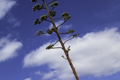 Agave