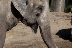 MG_0573-Gross