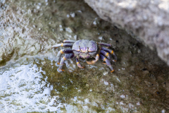 MG_0593-Gross