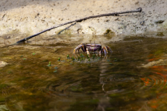 MG_0594-Gross
