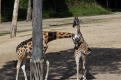 MG_0634-Gross