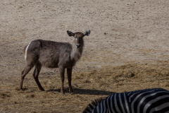 MG_0636-Gross