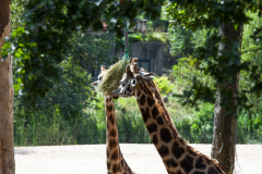 MG_0642-Gross
