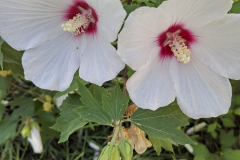 IMG-20260712-WA0005