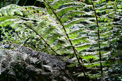 MG_3790-Gross