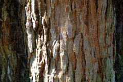 DSCF0008