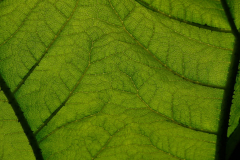 DSCF0018