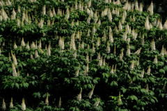 DSCF0035