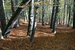 DSCF0145
