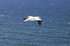 MG_0057-Gross