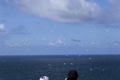 MG_0111-Gross