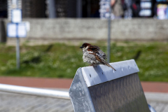 Ein Passagier?