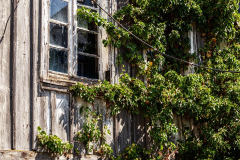 MG_4105-Gross