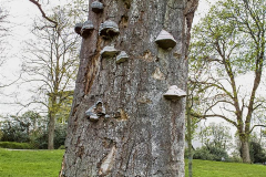 Baumpilze