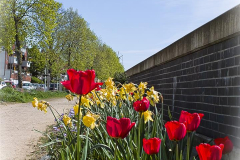Tulpen an der Hochwasser Schutzmauer