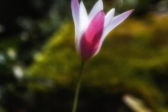 Japan. Garten Lev.