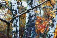 Herbst_9520-Gross