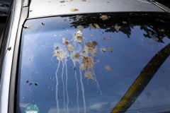 MG_8219-Gross