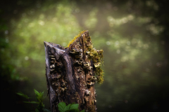 MG_3383-Gross
