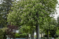 SDIM0025