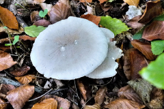 Herbst-3-Wald-Gross