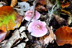 Herbst-4-Wald-Gross