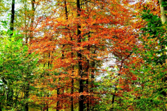 Herbst-5-WaldGross