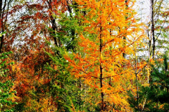 Herbst-6-WaldGross