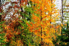 Herbst-6-WaldGross