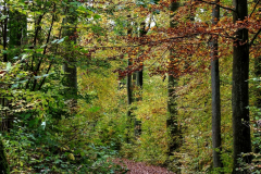 Herbst-7-Wald-Gross