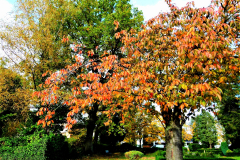 Herbst-8-Friedhof-Gross