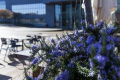 Rosmarinblüten