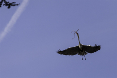 IMG_7615-Gross