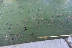 Man bräuchte nur den Kescher in den Tejo zu halten