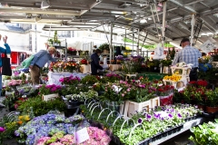 Blumen über Blumen