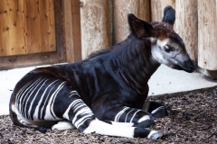 junges Okapi