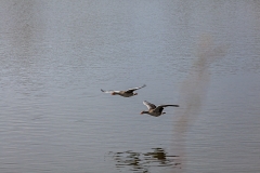 IMG_1779