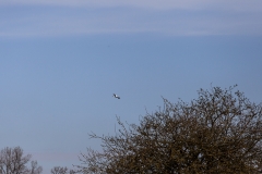 IMG_1795