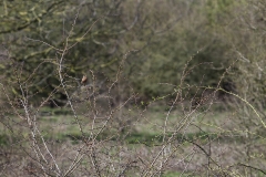 _MG_1753