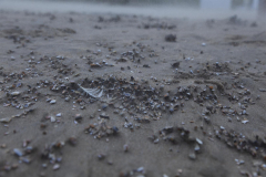 MG_0967-Gross
