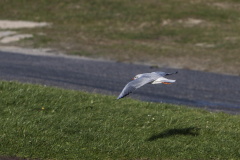 IMG_4943-Gross