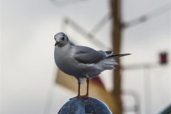 IMG_5012-Gross