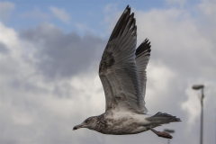 IMG_5029-Gross