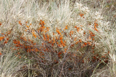 MG_5246-Gross