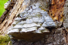 P1030585