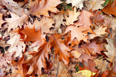 Herbstlaub