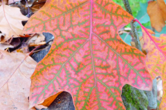Herbstlaub